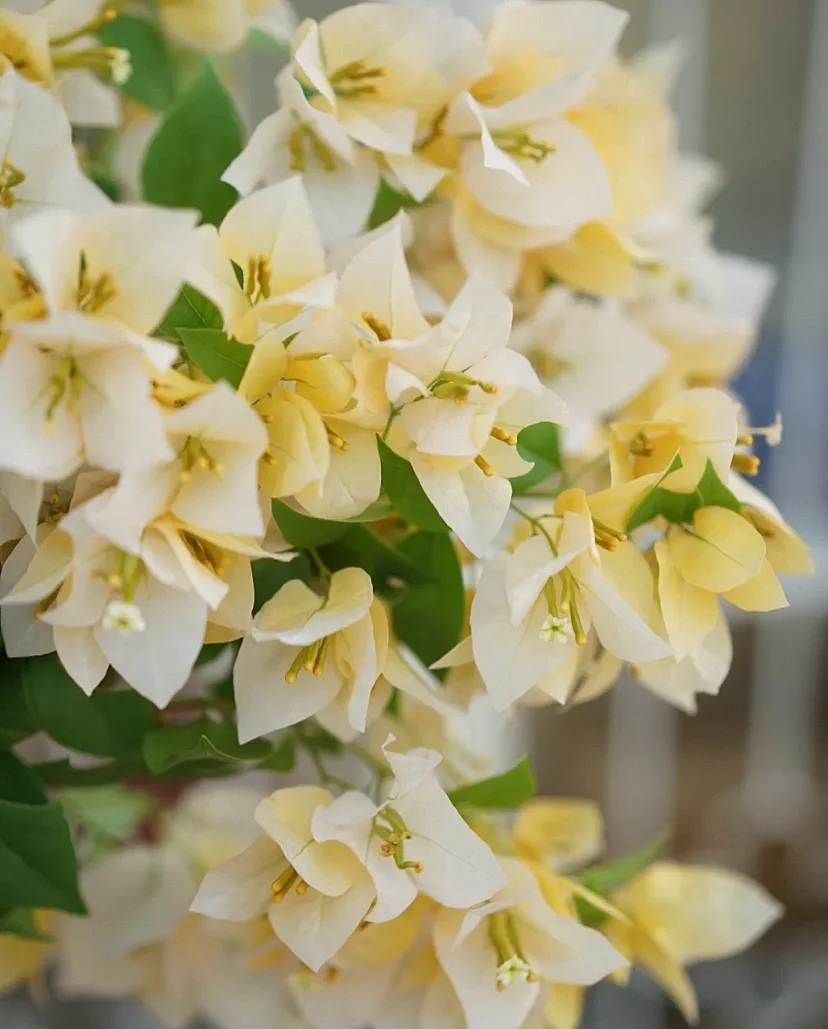 【138】三角梅直播间一物一拍以直播间为准