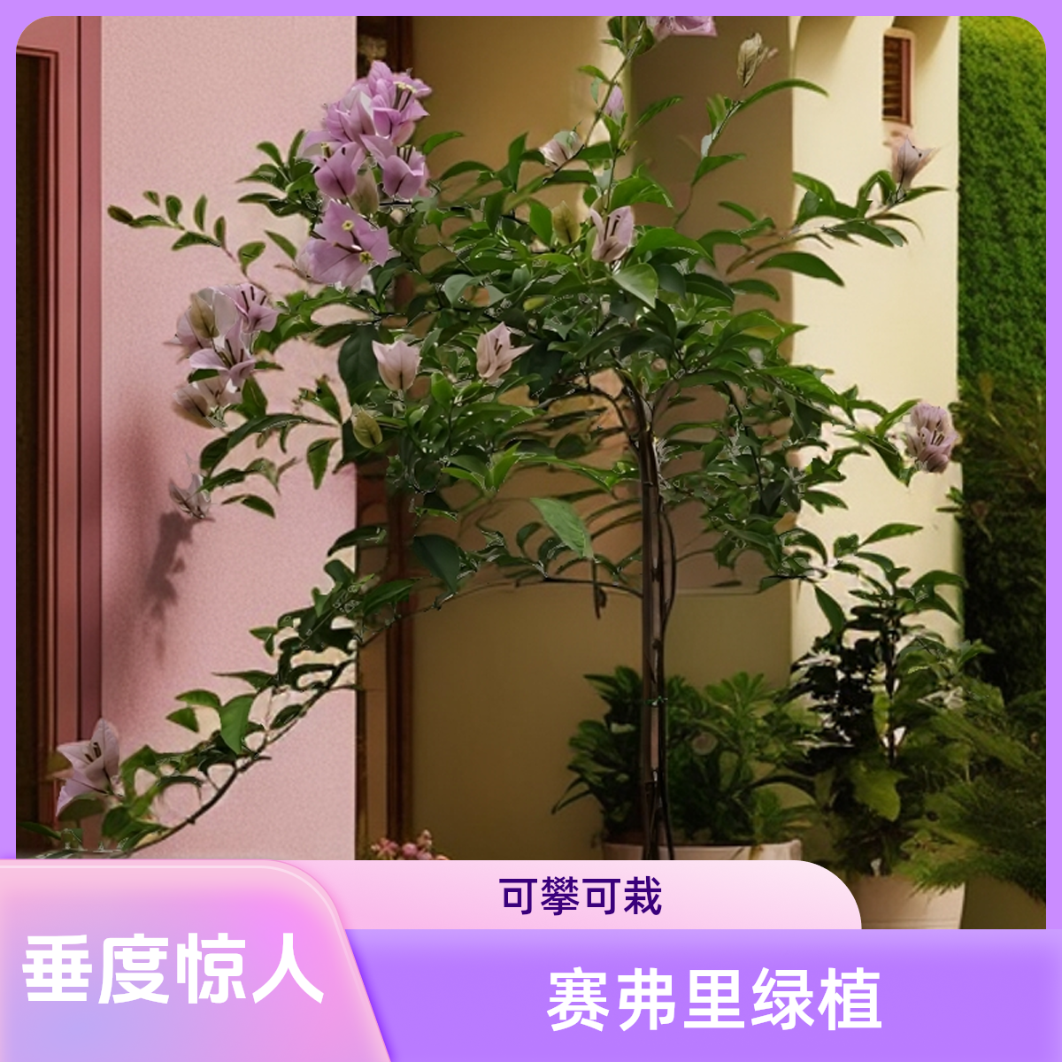 【168】直播间一物一拍三角梅高飘垂飘可爬藤土壤鲜花绿植