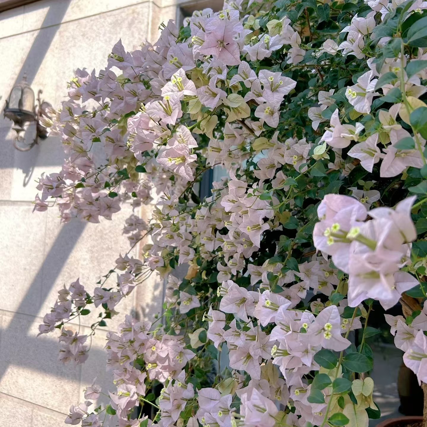 一物一拍102-208精品三角梅美观庭院爬藤绿植盆栽花卉绿植直销