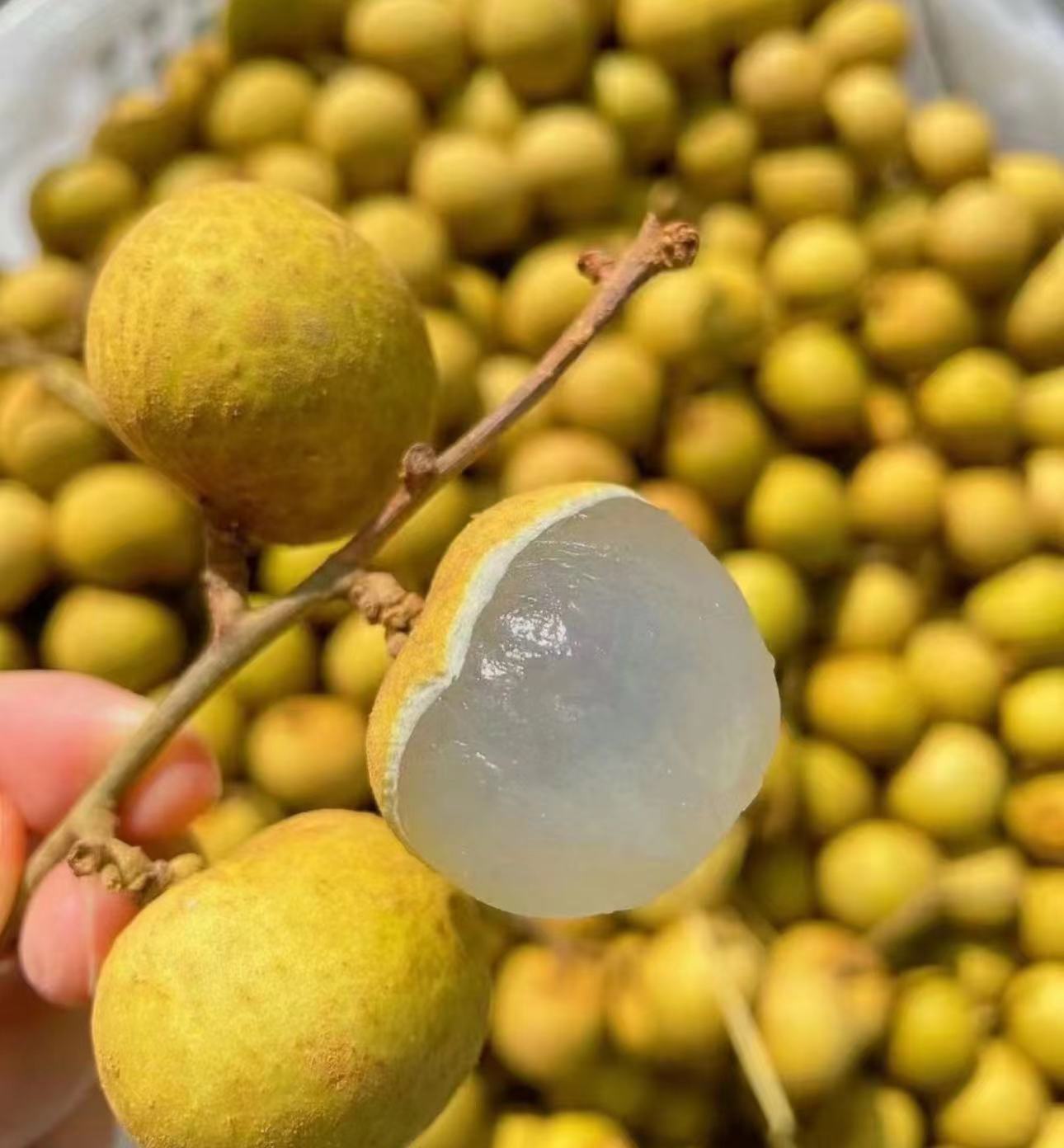 泰国金标龙眼500g