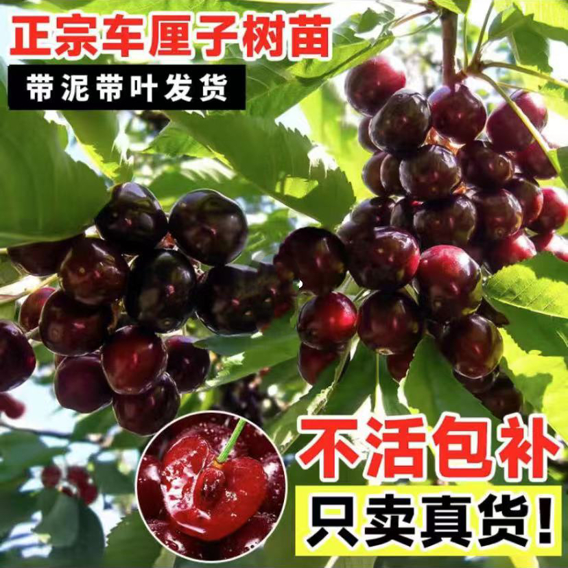 【正宗车厘子树苗】樱桃苗盆栽地栽南方北方阳台庭院樱桃果树苗商品图