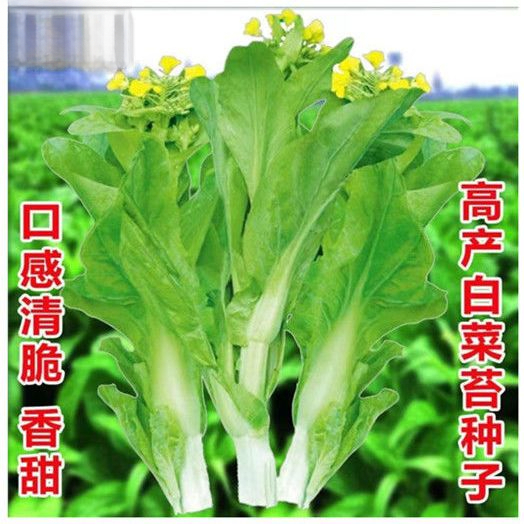 甜苔二号甜菜心种子白菜苔芯种籽四季播菜薹阳台盆栽菜籽蔬菜种孑