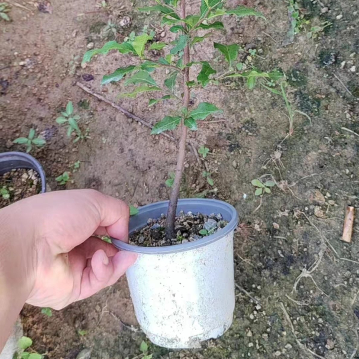 杰泓园老鸦柿苗一物一拍