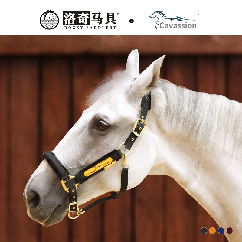 cavassion防护马笼头牵马笼头全套马术用品洛奇马具  8218099
