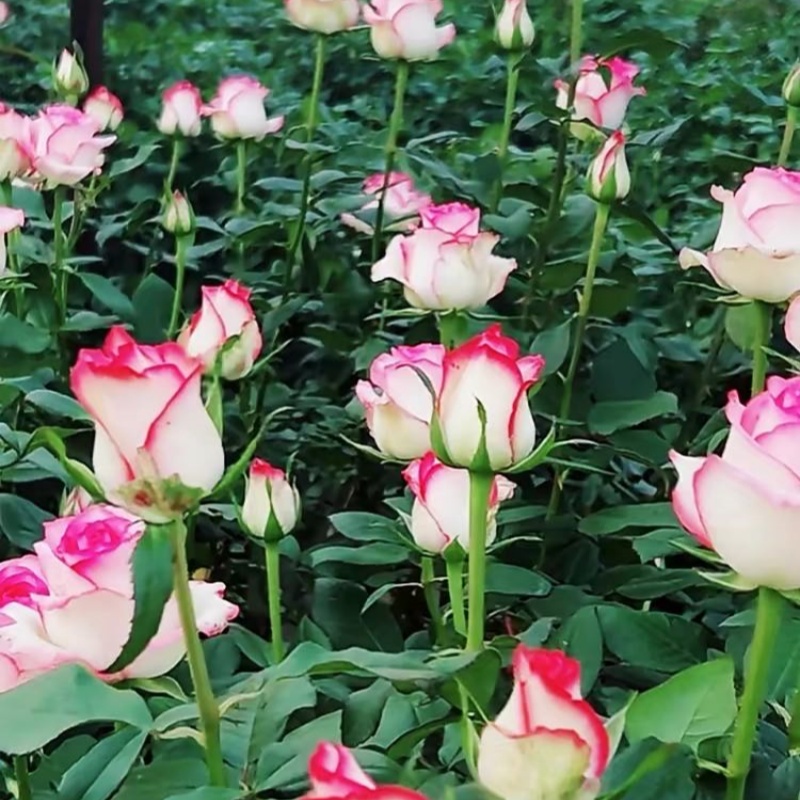 艾莎 梦露玫瑰花苗切花月季大花四季开花 朱丽叶蓝色风暴超级大花