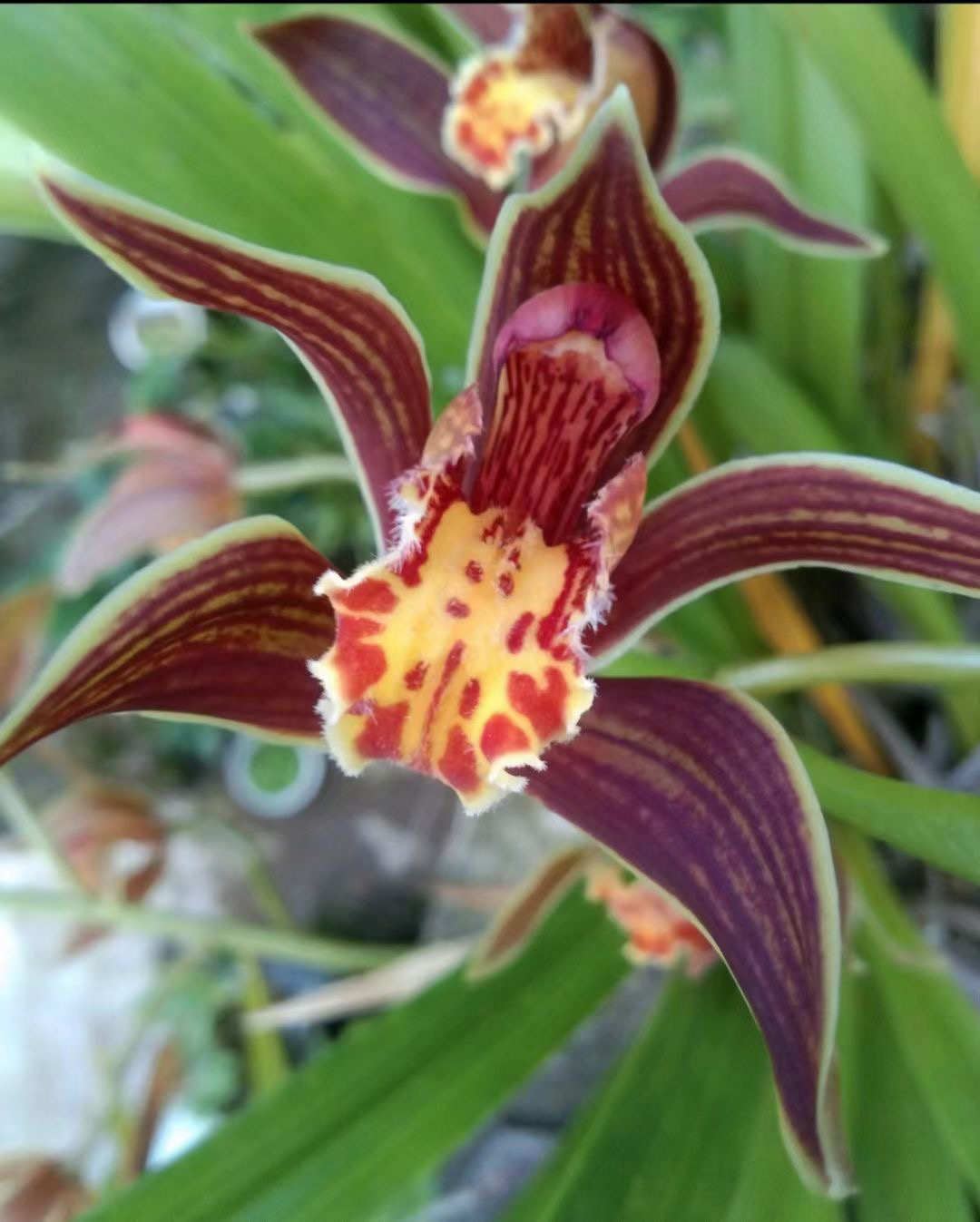 云南虎头兰：红蝉