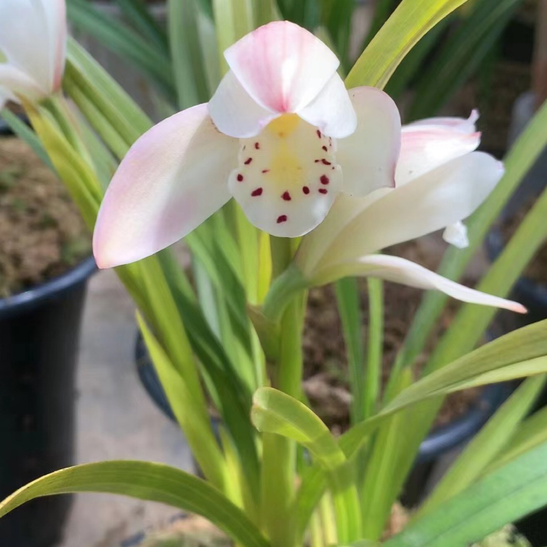 云南独占春（双飞燕）