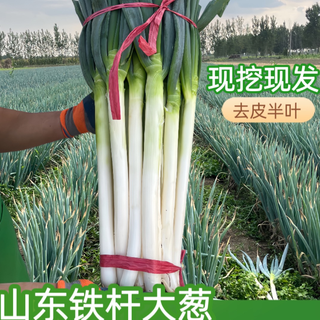 【小扬哥推荐】新鲜山东大葱蔬菜批发现挖现发大葱批发现挖1-5斤
