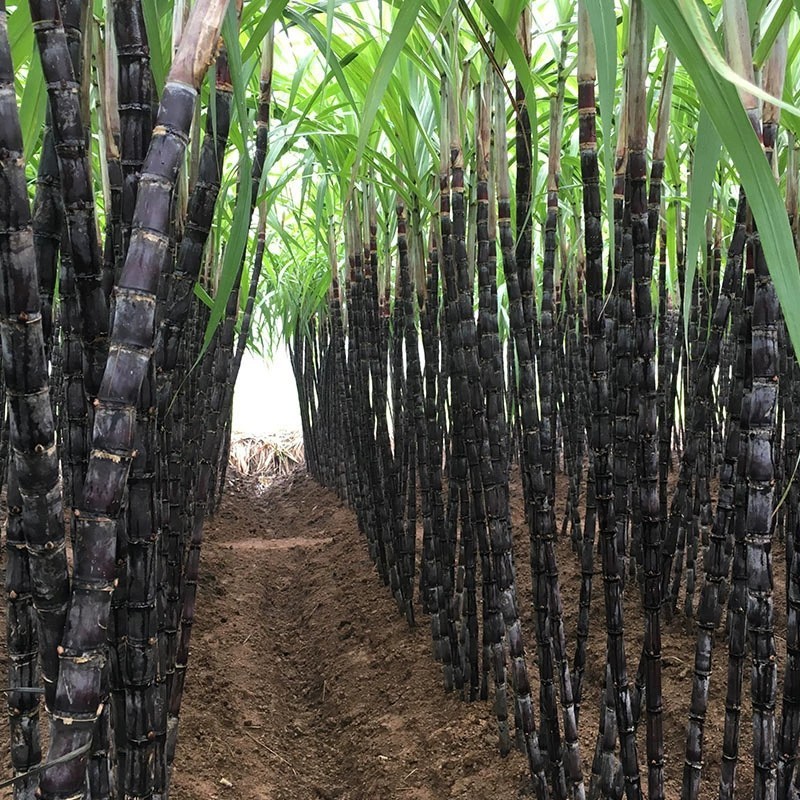 广西黑皮甘蔗新鲜当季水果整箱包邮脆甜多汁应当季甘蔗