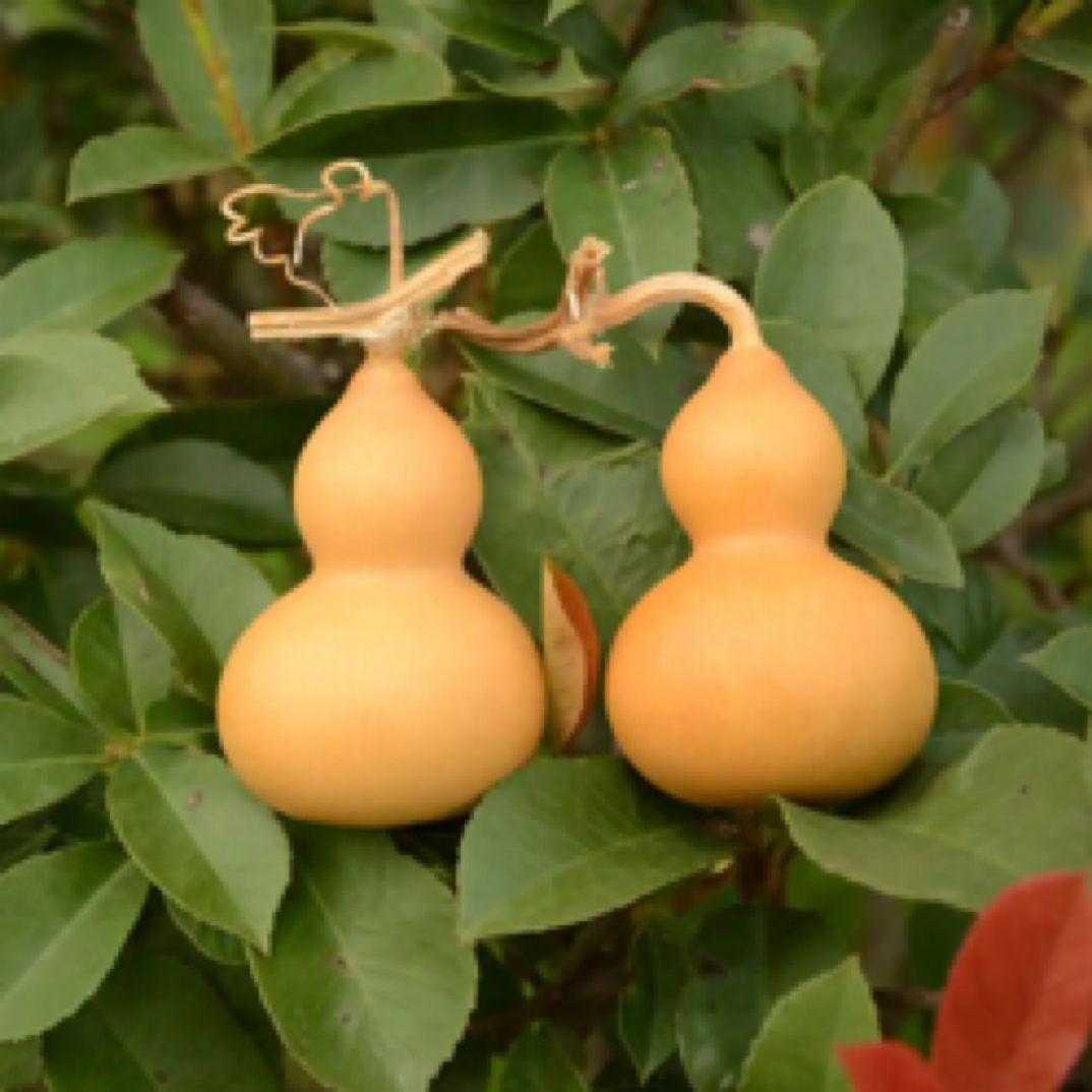 直播葫芦一物一拍链接图片与实物不符请在直播间下单