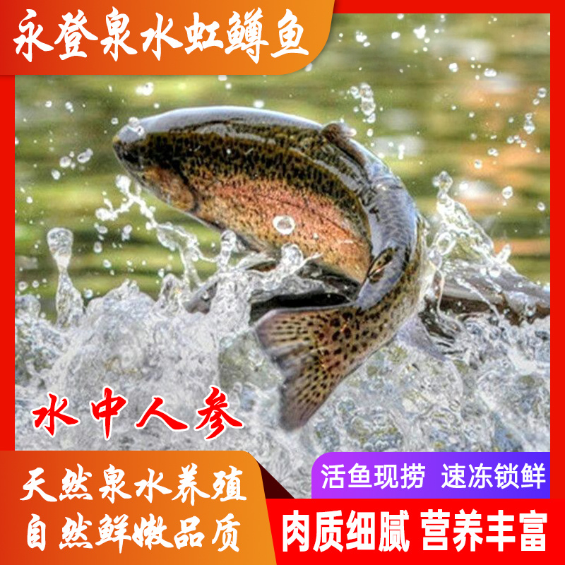 永登虹鳟鱼4.5斤3条活鱼现杀鲜发泉水养殖味道口感鲜美包邮（净重去除内脏17-20%）海鲜