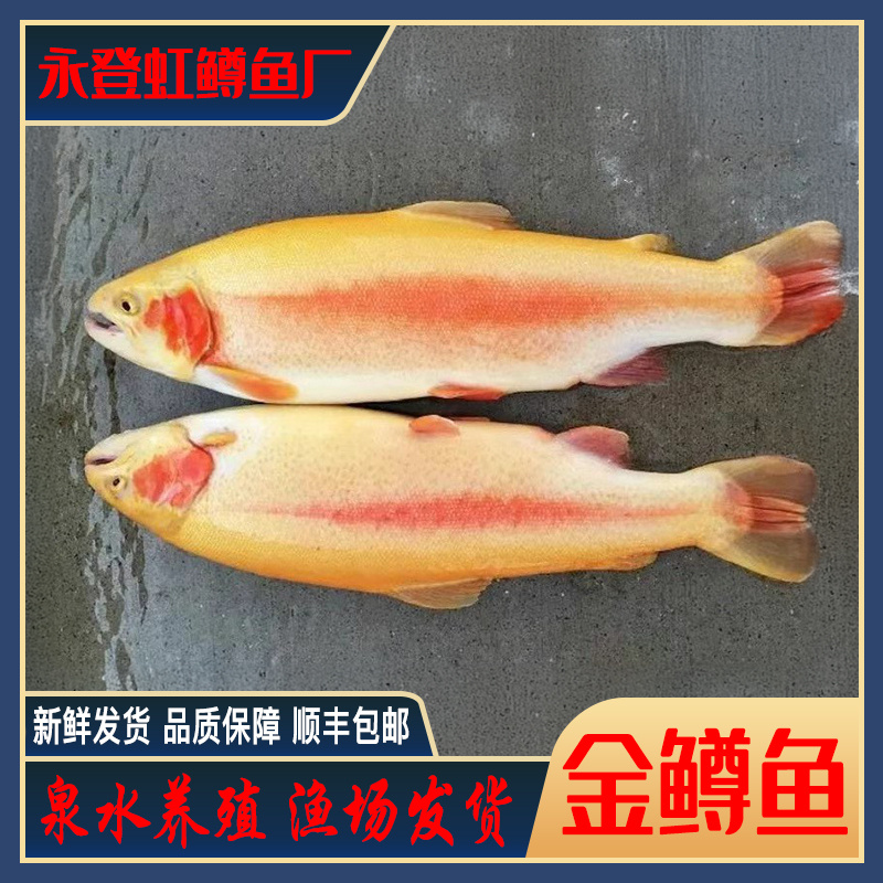 永登金鳟鱼2斤1条活鱼现杀鲜发泉水养殖味道口感鲜美包邮（净重去除内脏17-20%）