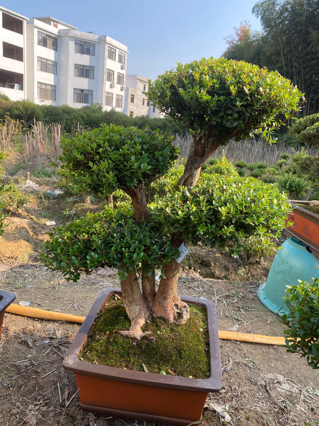 小叶赤楠定金链接