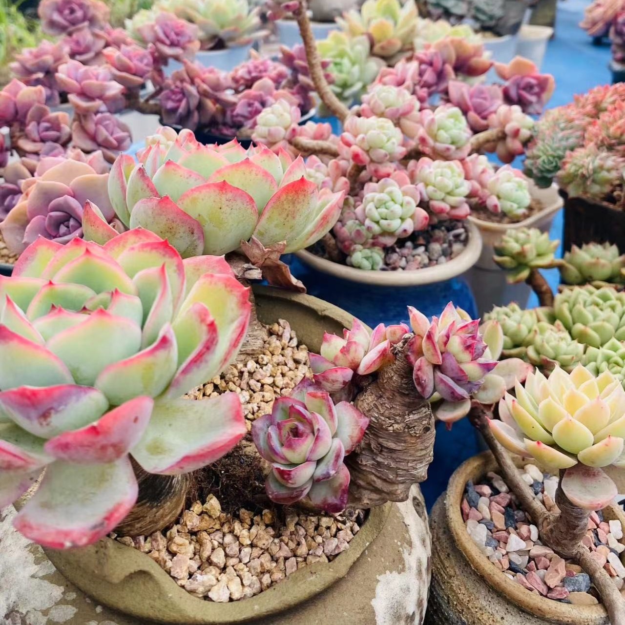 寄养连接，一物一拍