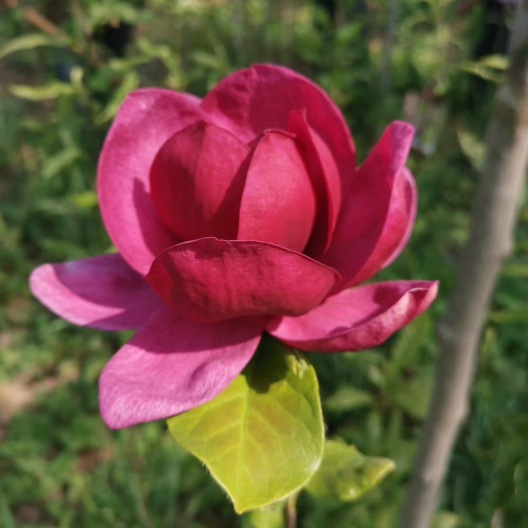 新品玉兰郁金香玉兰花春夏秋三季开花红花玉兰耐寒盆栽庭院载