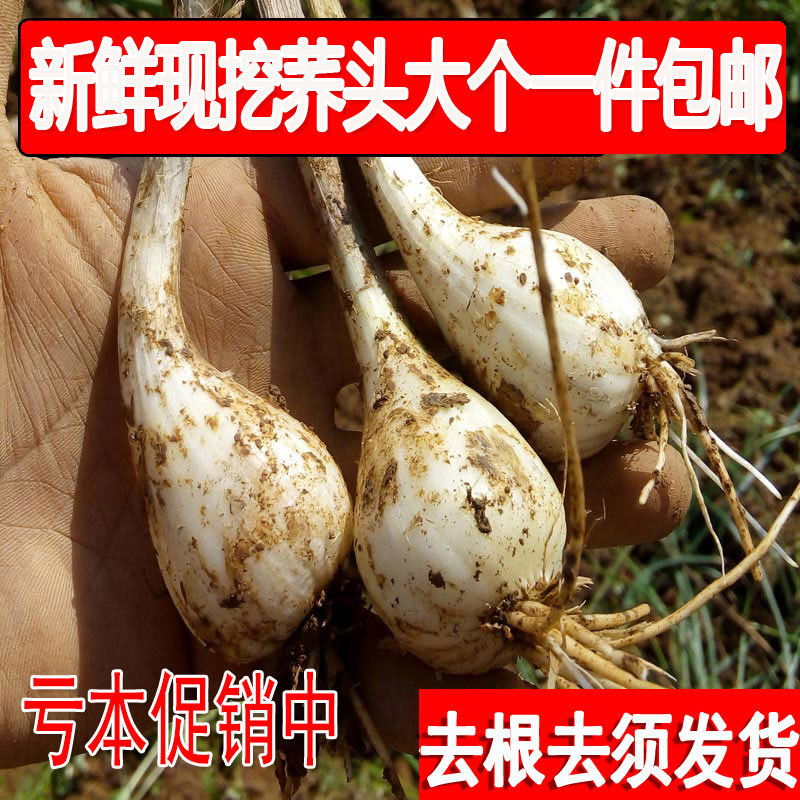 荞头新鲜藠头茭头农家自种现发现挖精选大个教头蒜白糖醋云南蔬菜