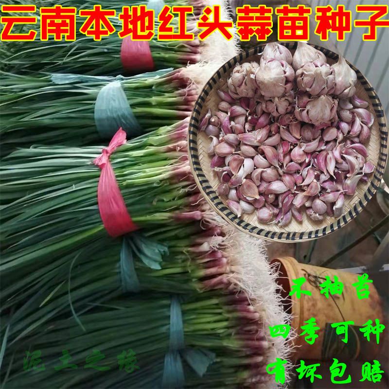 云南紫皮大蒜种子红蒜宝塔蒜狗牙种子蒜硬直叶红头青蒜苗土蒜种