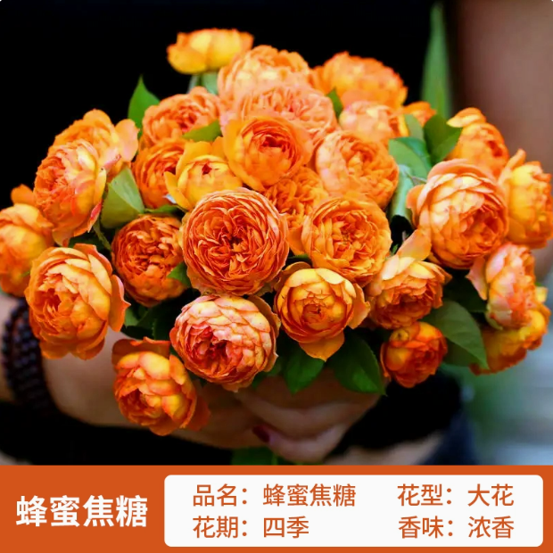 1米5爬藤月季蜂蜜焦糖多季节开花耐晒耐寒适合做花墙拱门庭院绿化