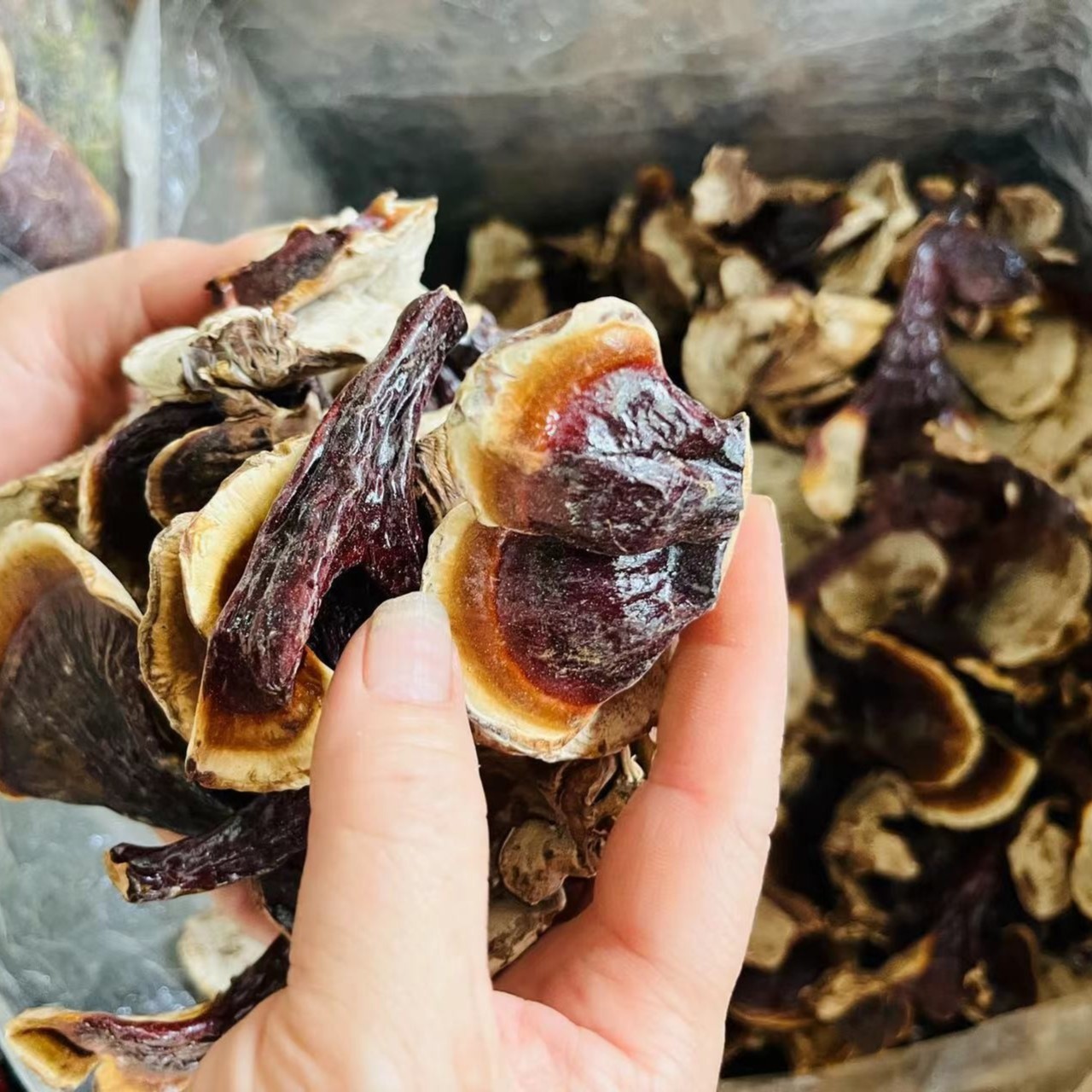小金边香芝 长白山白肉小灵芝250克起