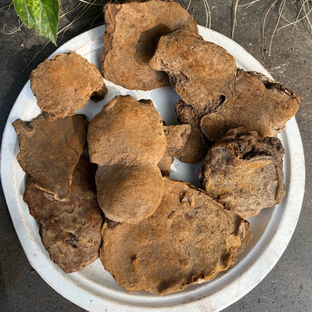 深山斑褐灵芝250克起农户深山采收可煮水煮茶