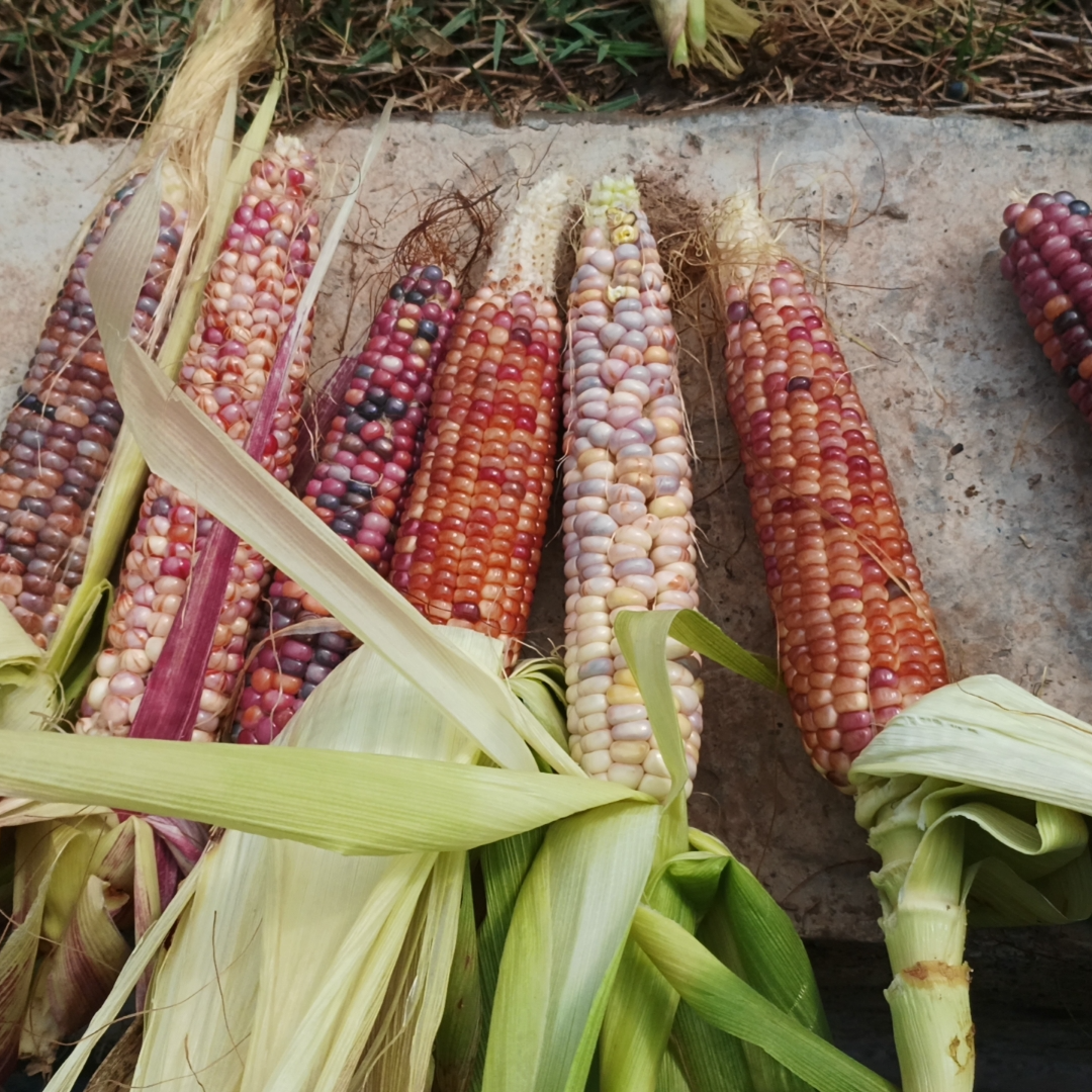 文玩玉米，直播间一物一价，满50包邮。偏远地区80包邮。