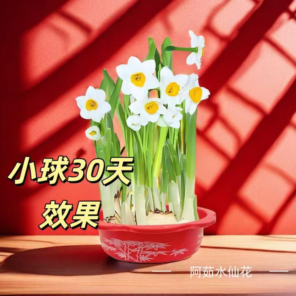 正宗水仙花单瓣去皮塑料红盆带盆一整套