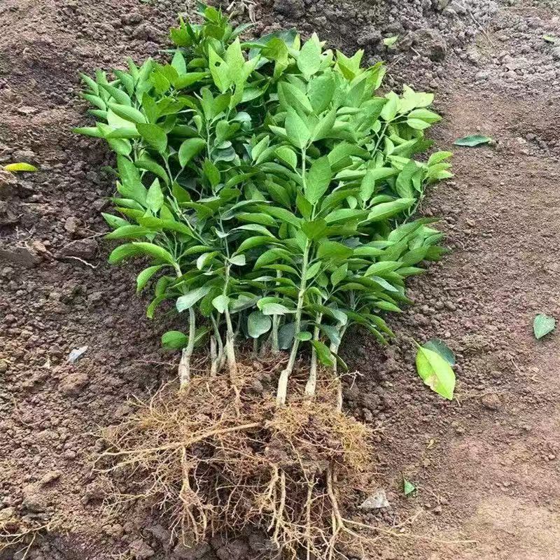 【春见】爬爬干正宗嫁接盆栽地栽阳台庭院花园植物