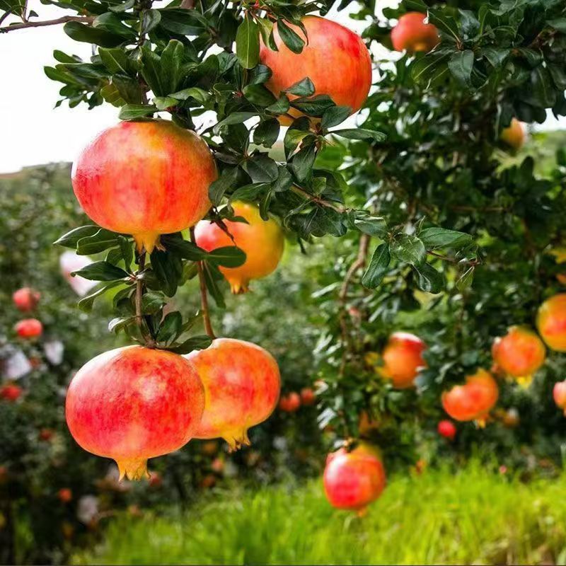 石榴树     一物一拍