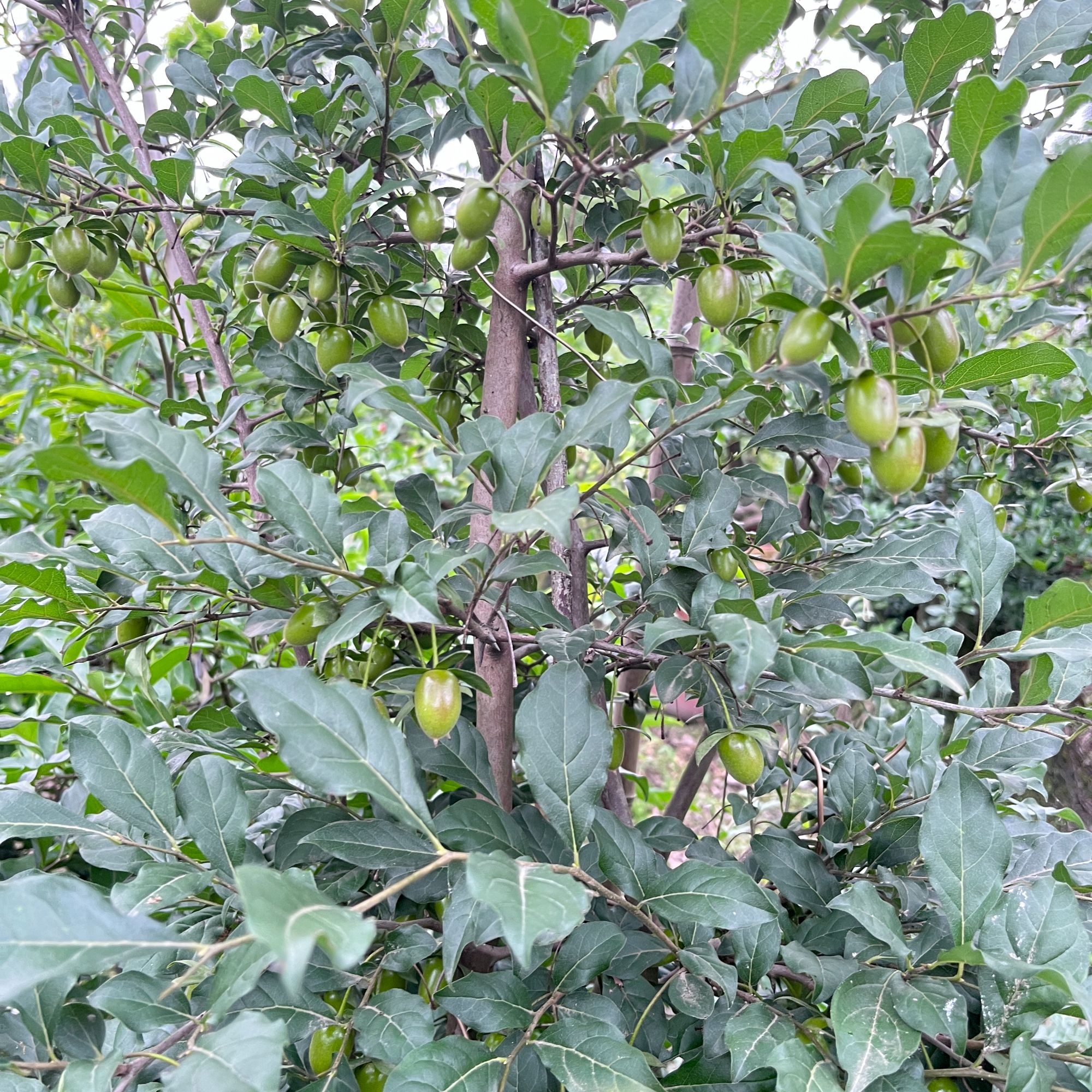 金弹子 直播间一物一拍