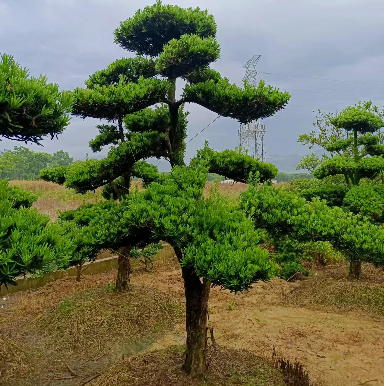 原生桩小叶雀舌罗汉松，四季常青不落叶