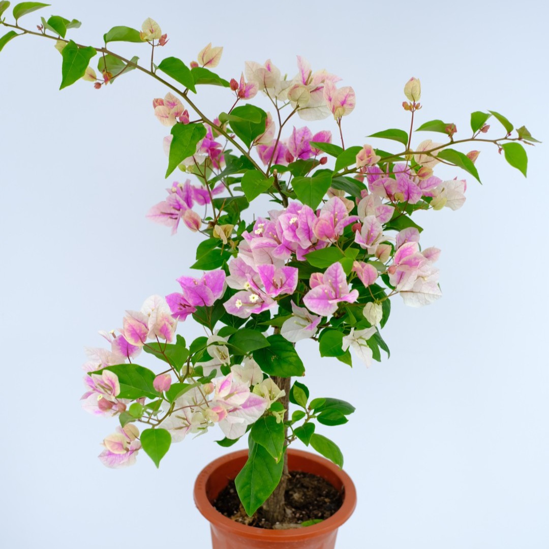 漳红樱·四季开花爬藤三角梅绿植盆栽基地直发原盆植物白色粉色