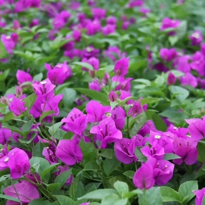 安格斯云南紫·四季开花耐寒三角梅绿植盆栽基地直发紫色