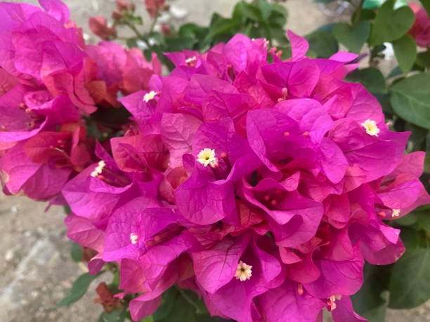 四季红（同安红）三角梅勤花品种四季开花