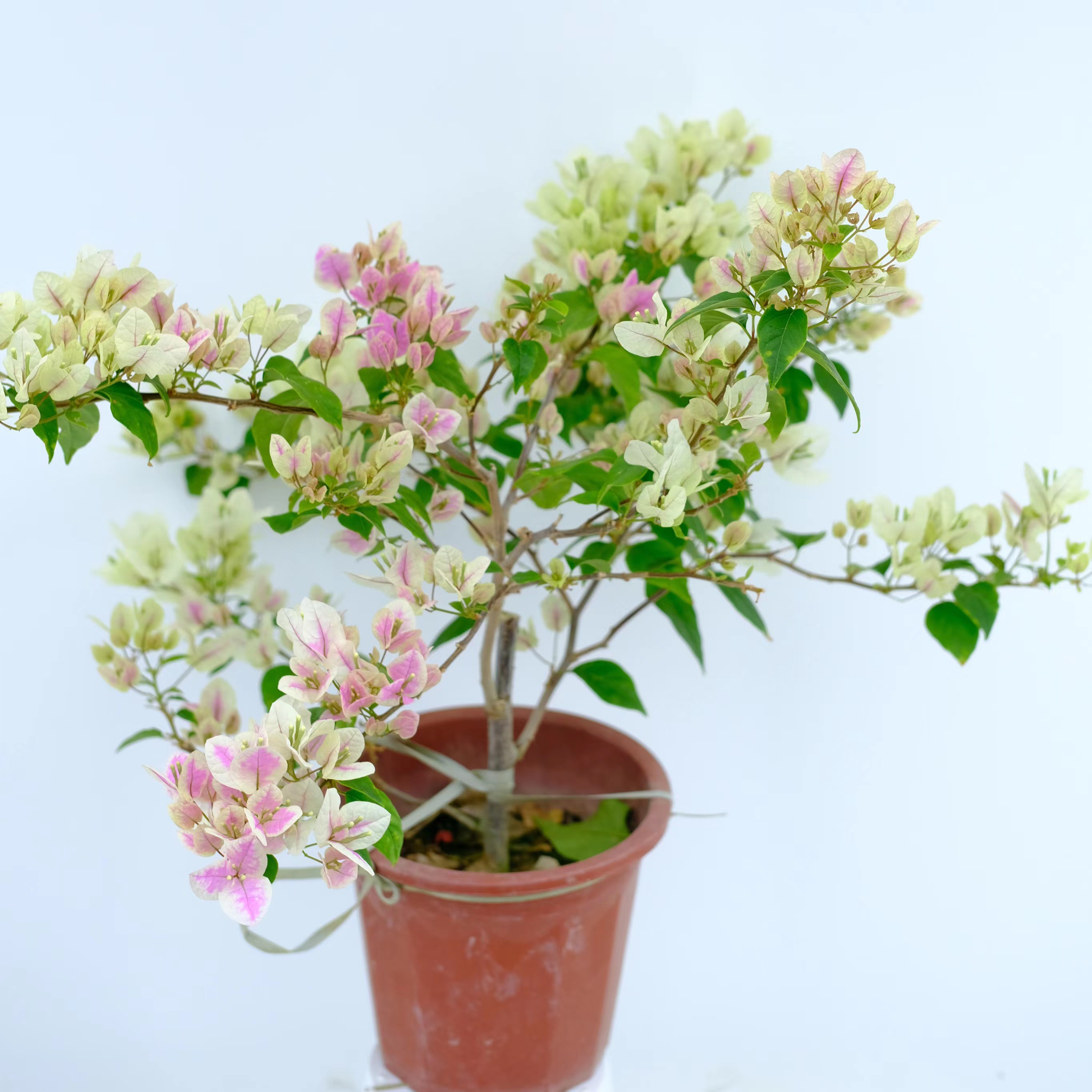 广红樱室内·四季开花树爬藤三角梅花卉绿植盆栽基地直发成活养护