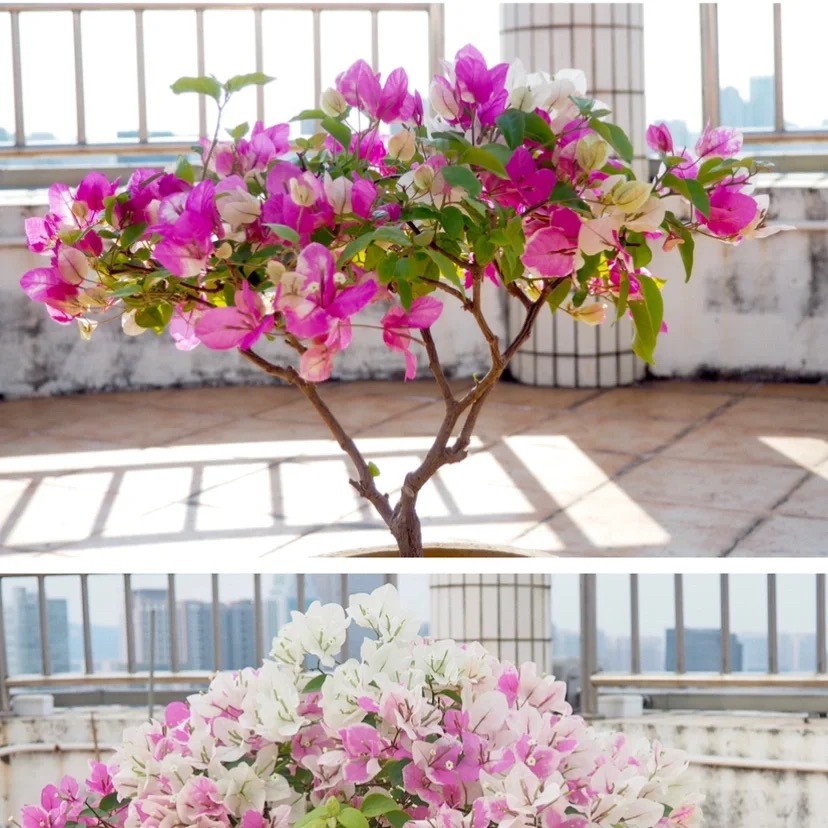 三角梅一物一拍链接盆栽植物开花花卉发货春季养殖夏季常绿养殖