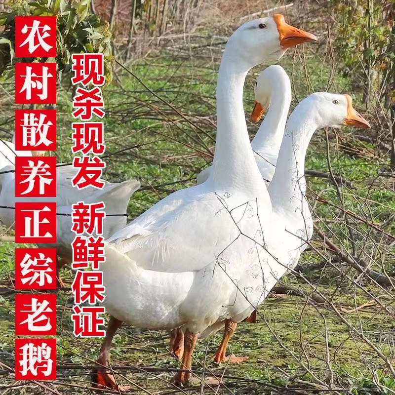 【小远专属】正宗寒地黑土东北散养大鹅