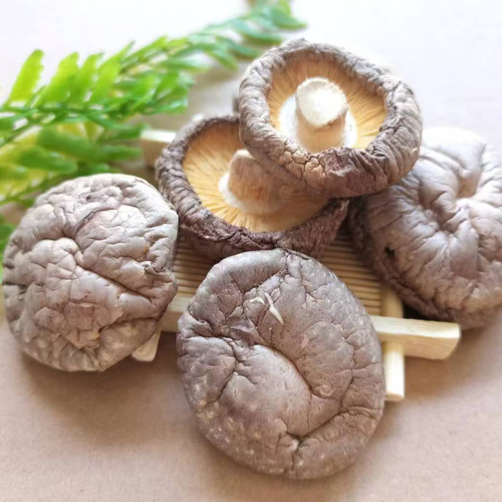 苍溪特产农家种植香菇