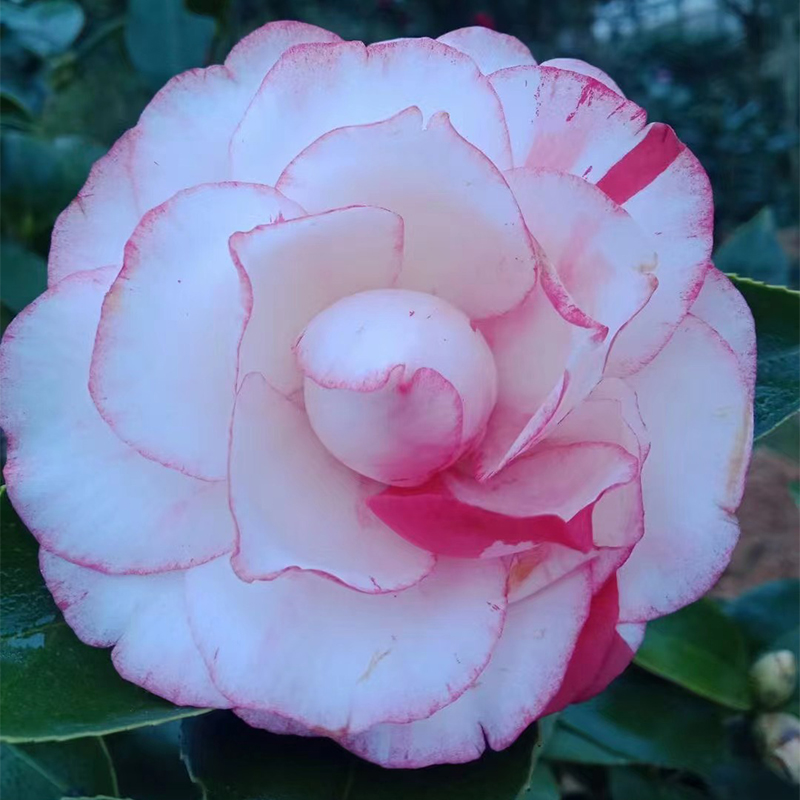 山茶花白锦稀有名贵变异白底五色赤丹盆栽耐寒耐热阳台庭院绿植花