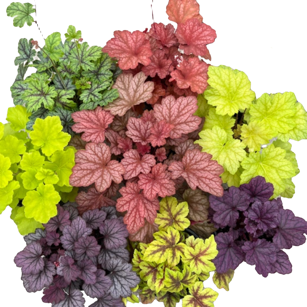 矾根（6盆6色）五彩斑斓多年生观叶植物耐寒阳台花园庭院植物墙