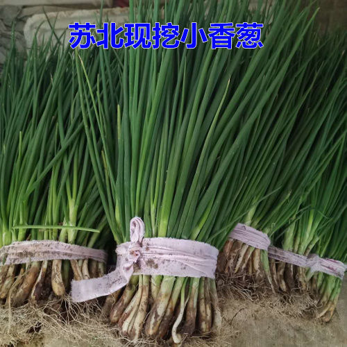 顺丰包邮苏北现挖小葱