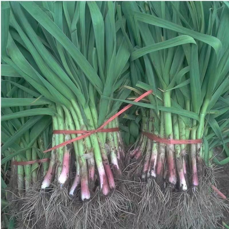 江苏新鲜大蒜红根大蒜