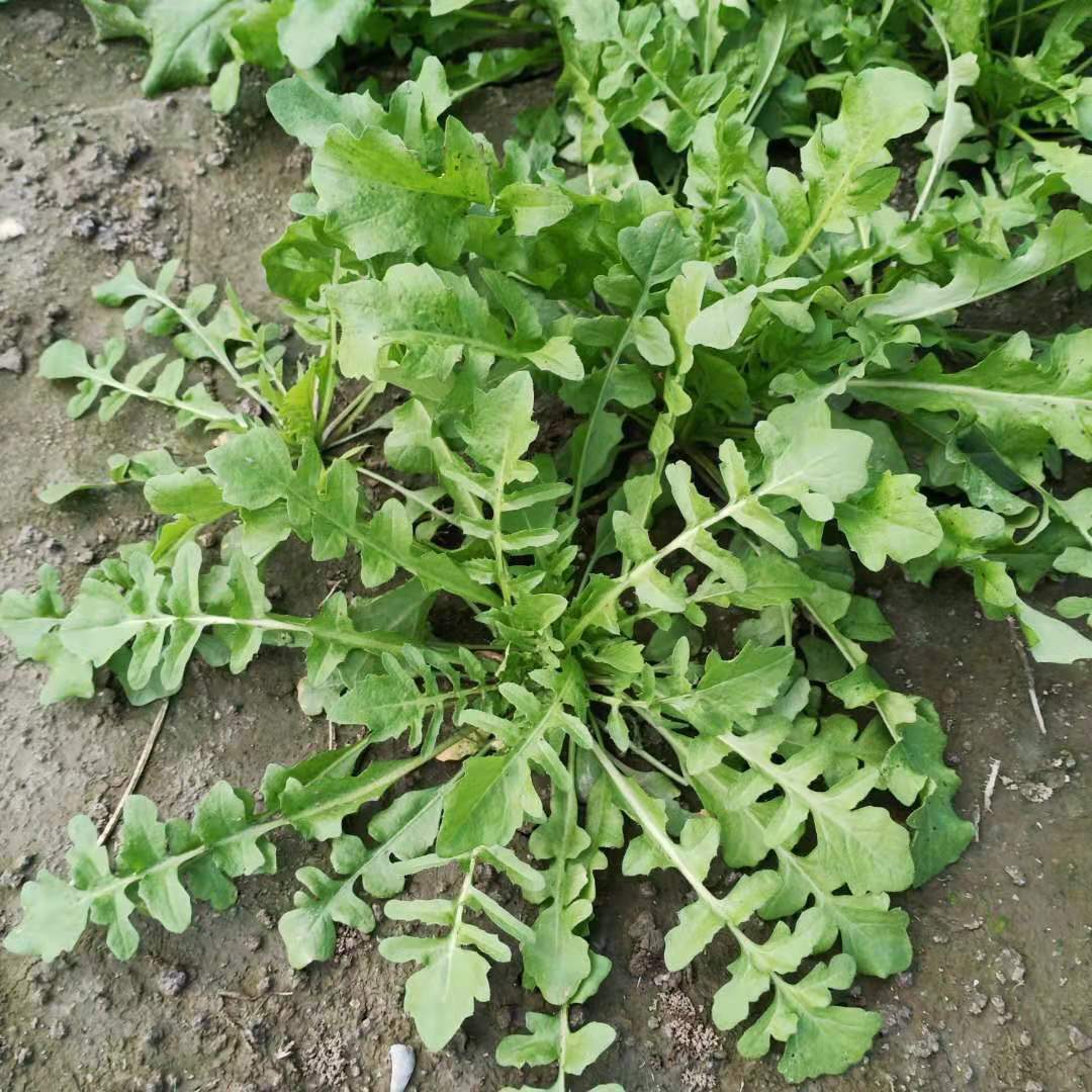 顺丰包邮江苏东台新鲜野生荠菜1斤2斤3斤4斤装