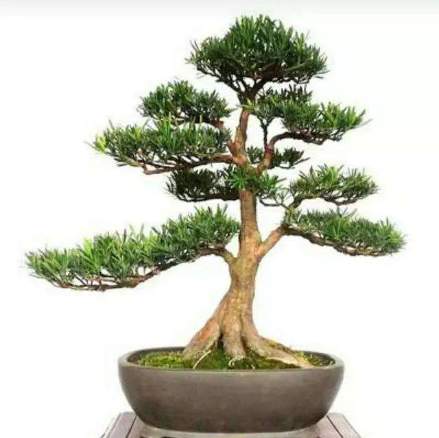 造型罗汉松四季常青园林景观别墅庭院绿植盆栽地栽美化环境净化