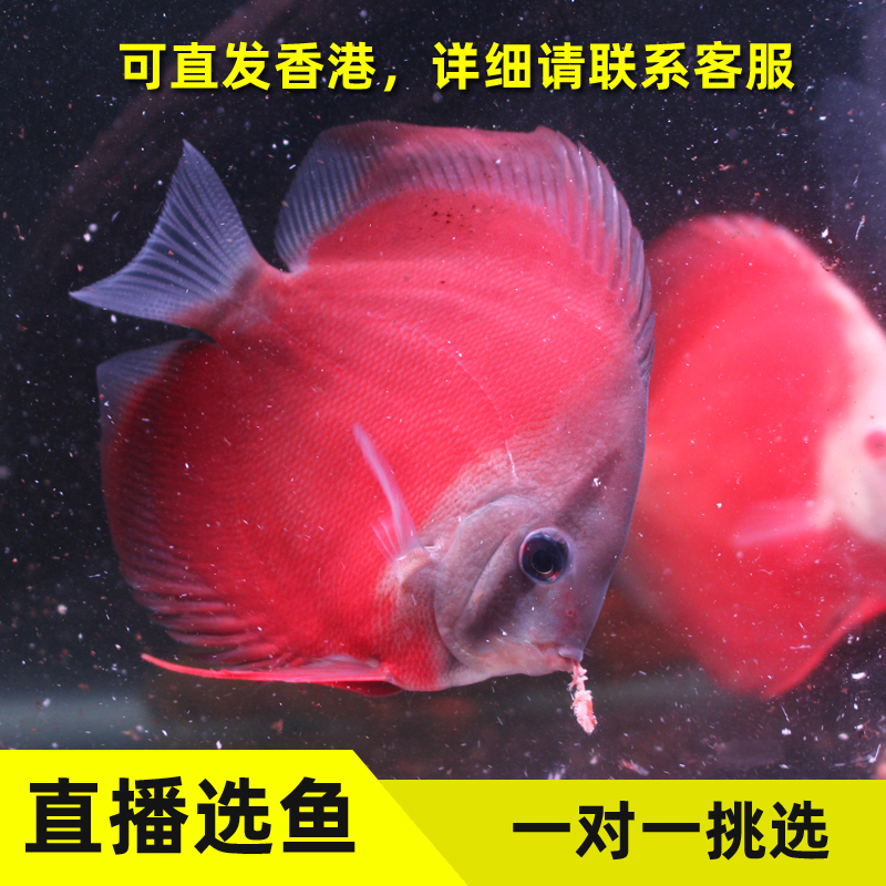 超萌好物红财神七彩神仙鱼活体热带淡水观赏鱼