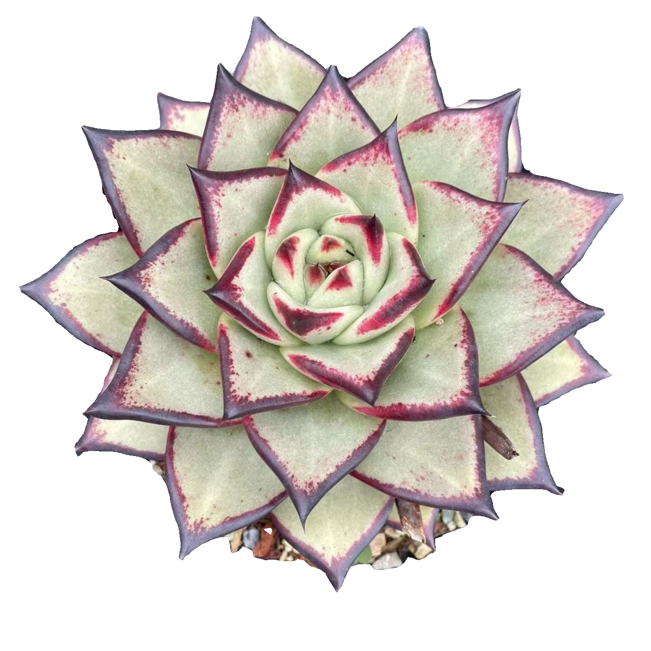 大乌木精品 昆明柒喜多肉植物满19.9包邮直播间标准精选精养