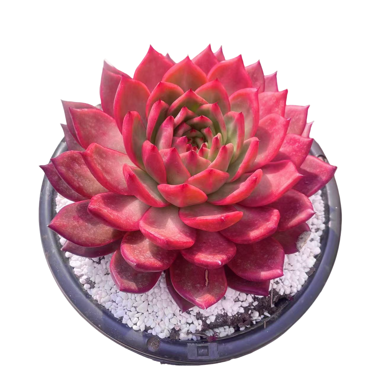 娜美西斯多肉 柒喜多肉植物满19.9包邮 以直播间标准精选精养