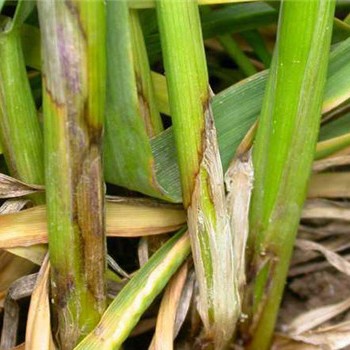 噻呋菌液1单50袋（送细唤3袋）