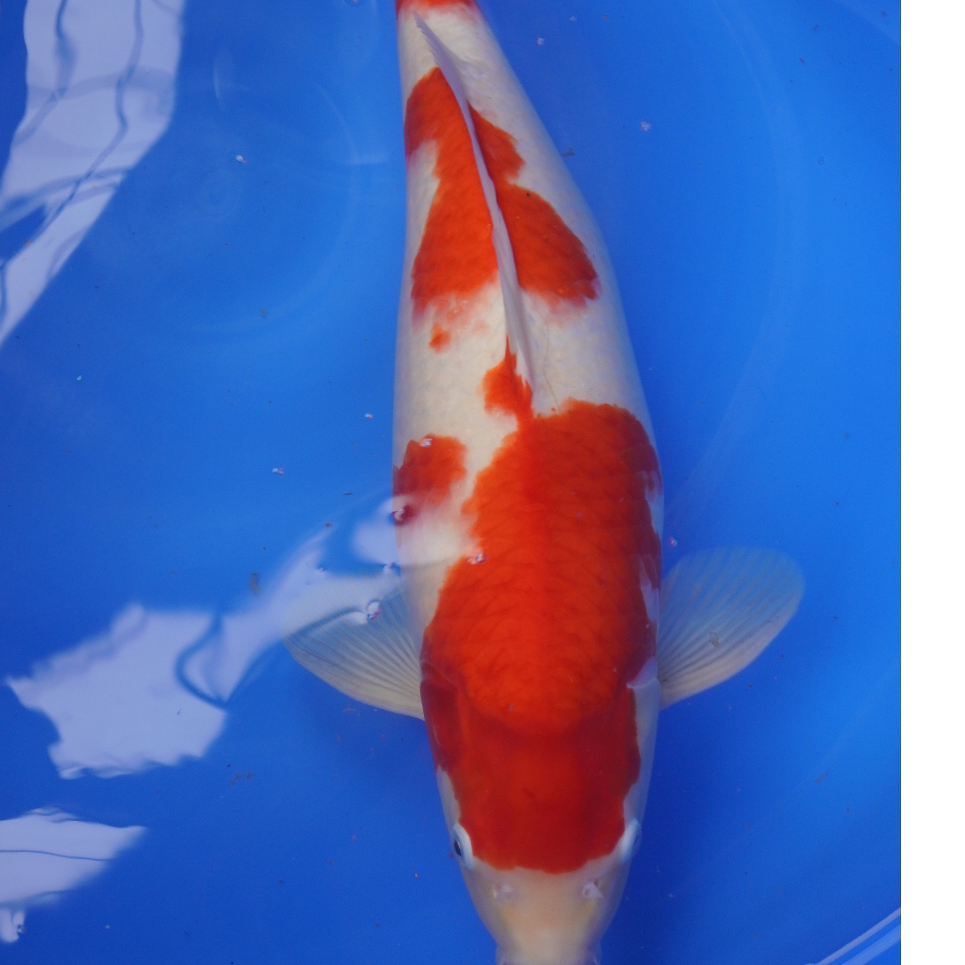 红白大正昭和精品锦鲤  小型 锦鲤鱼 活体 饲养发货养鱼活物