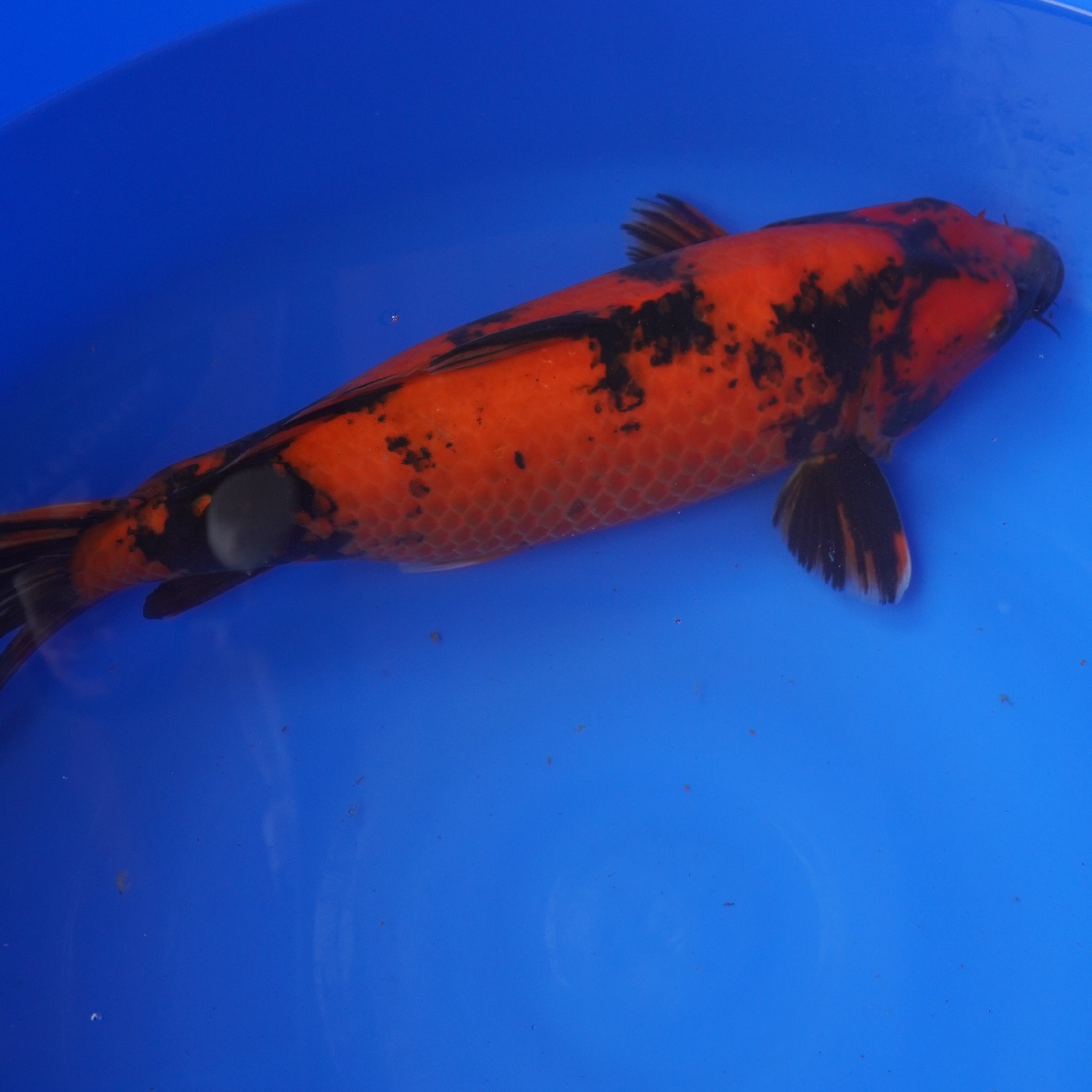 精品鲤鱼和红白大正  活物活体发货养鱼小型饲养