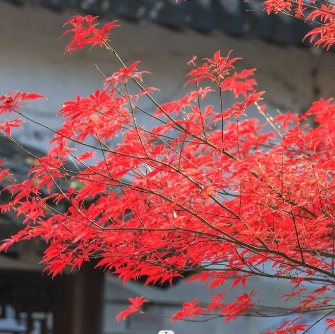 【红红火火】正宗红舞姬红枫大树 别墅庭院花园植物盆栽景观树红色